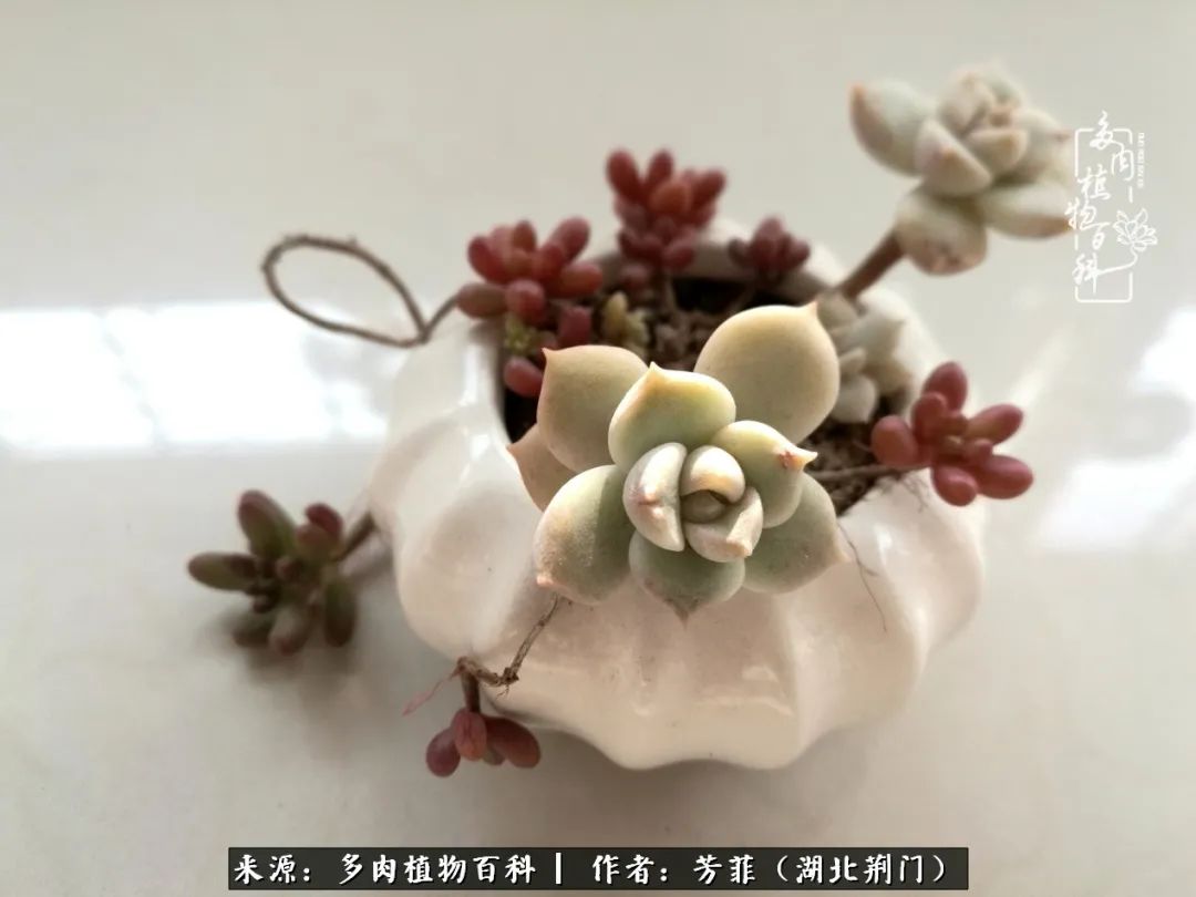 我的桃源：多肉之美，日甚一日，年胜一年