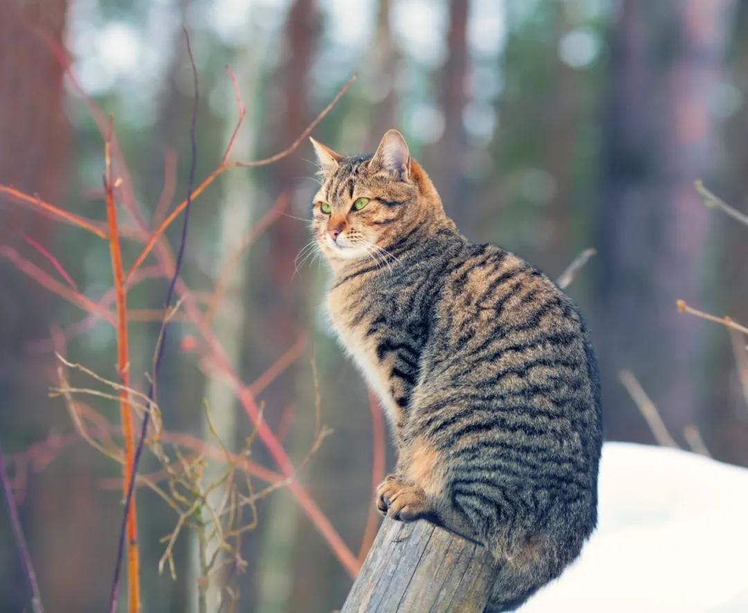 共享猫咪,共享猫咪有哪些项目