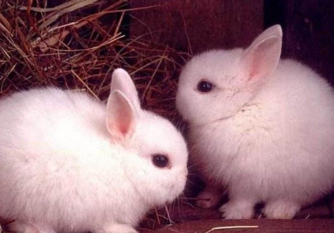 如果不想养狗猫养什么宠物不贵,新手养宠物推荐猫还是狗狗好养些