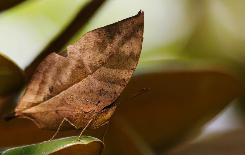 梁祝千古绝唱化蝶,梁祝蝴蝶代表什么