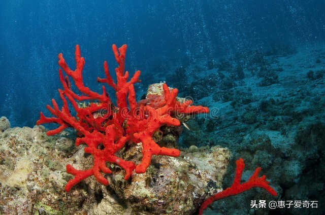 台湾省奇石玉石一览,中国四大奇石价值连城