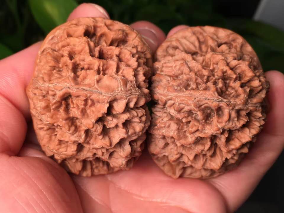 文玩核桃盘玩六大误区,盘玩文玩核桃必学的几个技巧