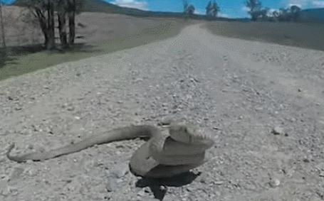 被吉尼斯认证的剧毒生物,被评为全球10大最毒生物的动物