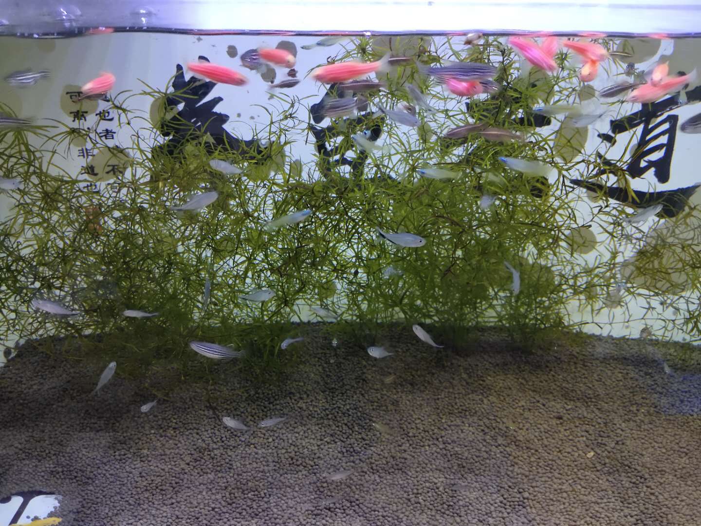 水草缸水草为什么发黄,为什么水草缸的水草发黑