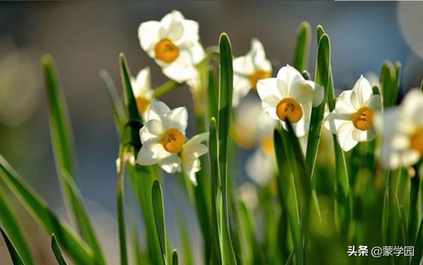 一月到十二月开什么花的诗,关于12个月份花的诗