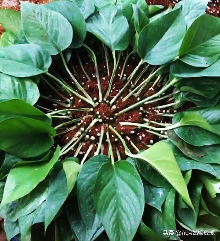 一盆快死的“绿萝”，重新让它变的枝繁叶茂，看看是怎么做到的！