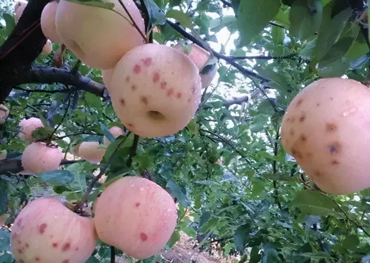 苹果苦痘病最佳治疗方法,苹果苦痘病4月如何防治