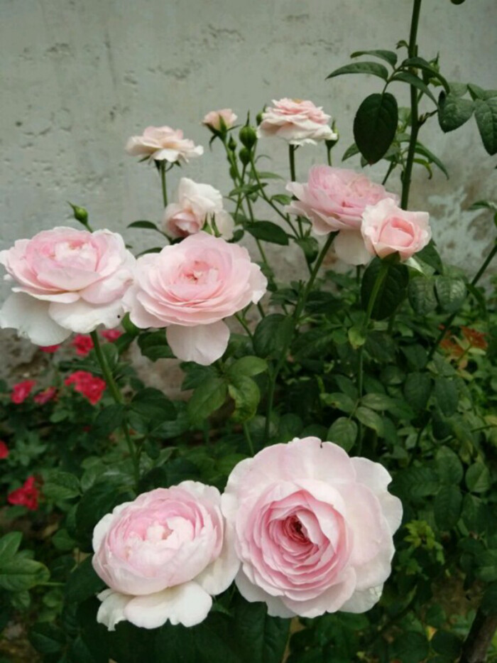 无刺四季开花藤本月季品种有哪些,耐热又耐寒的藤本月季有哪些品种