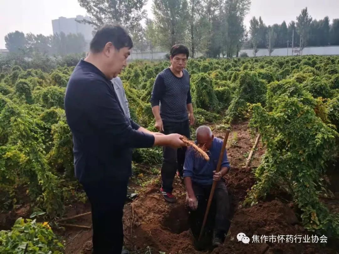 山东怀山药片药用价值,不是怀山药有药用价值吗