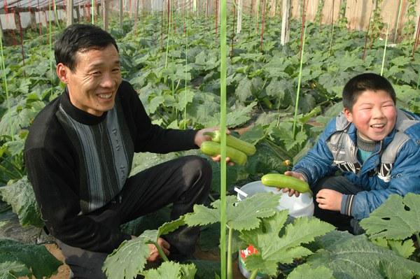 西葫芦叶子上有黄斑点是什么原因,西葫芦叶片上有白的怎么治