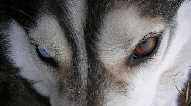 哈士奇眼睛为什么和别的狗不一样,哈士奇为何会有蓝眼和黑眼