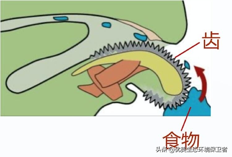 蜗牛是从哪个部位下蛋的,蜗牛竟然是蛋孵出来的你们知道吗