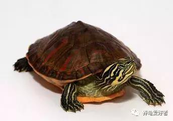 安缘龟苗冬天不冬眠不加温能养吗,龟苗加温一段时间想冬眠怎么办