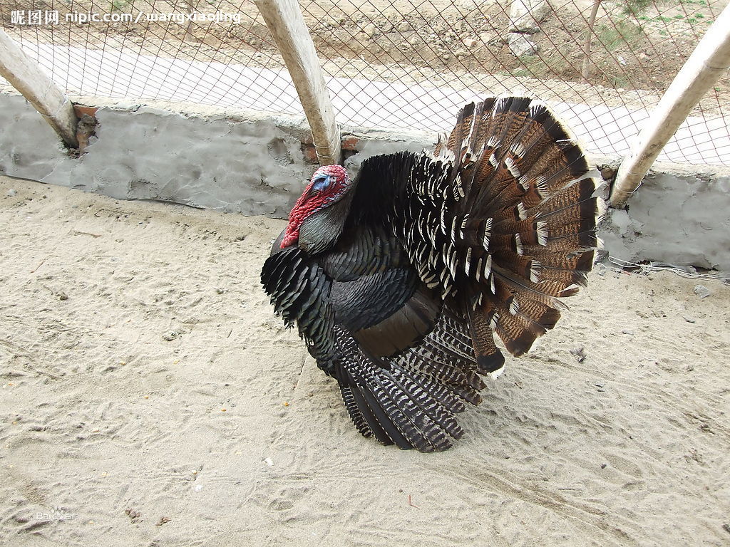 火鸡的养殖技术,火鸡的养殖技术效益探析