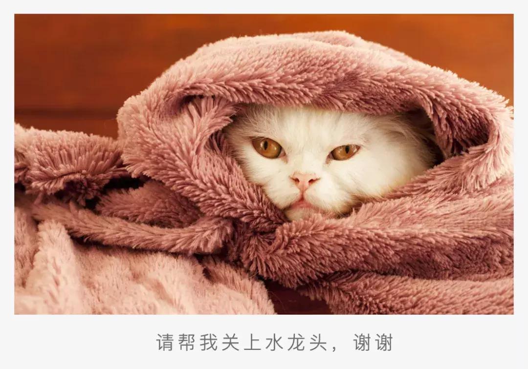 猫咪流口水怎么办呀,猫咪流口水很臭没精神