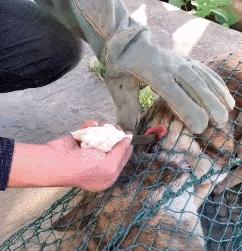 狗狗脑袋比身体大，以为是被蜜蜂蛰了，近看才发现