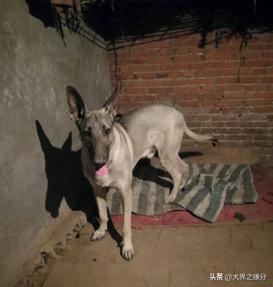 狼青犬有什么优缺点,狼青犬优点和缺点