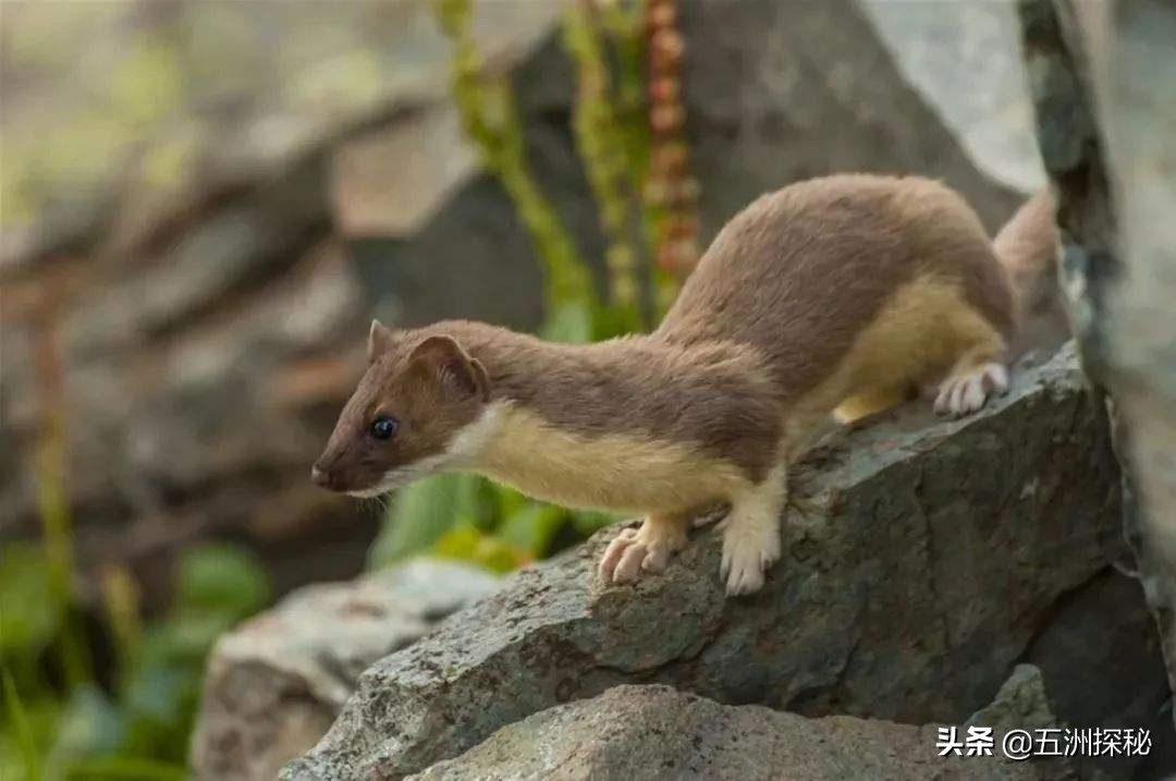 切尔诺贝利禁区内的动物,人类的禁区动物的天堂