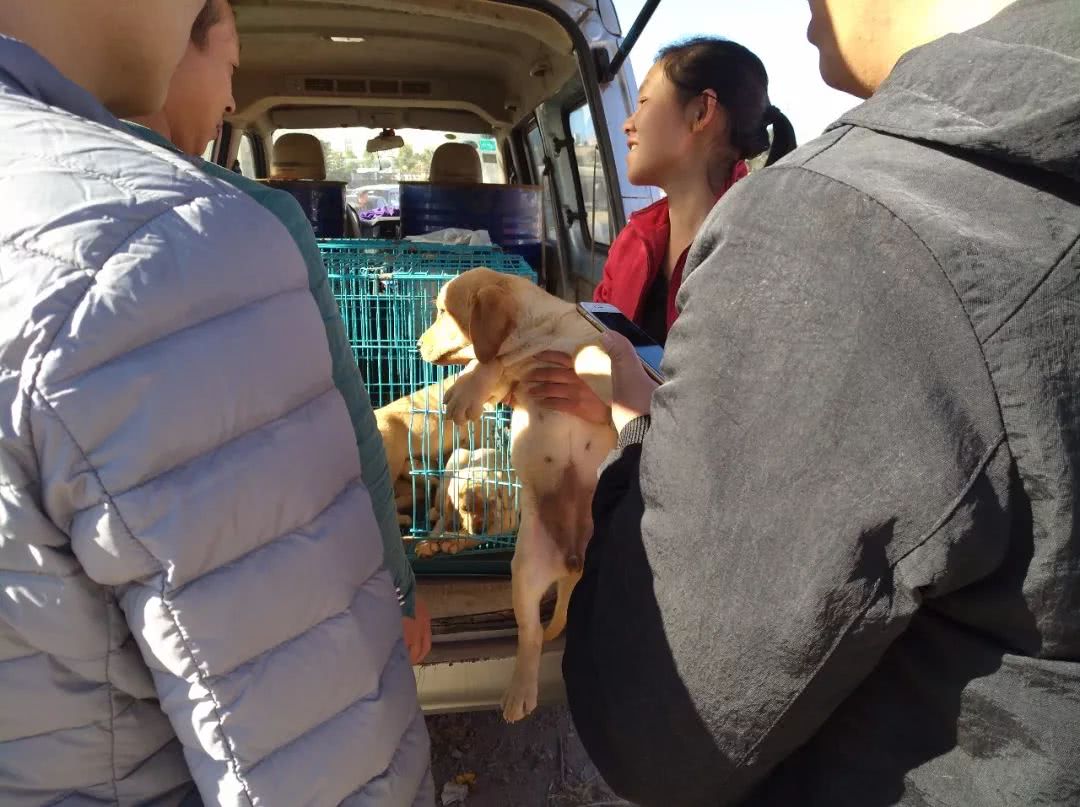 拉布拉多在狗市上卖多少钱,去狗市买拉布拉多如何砍价