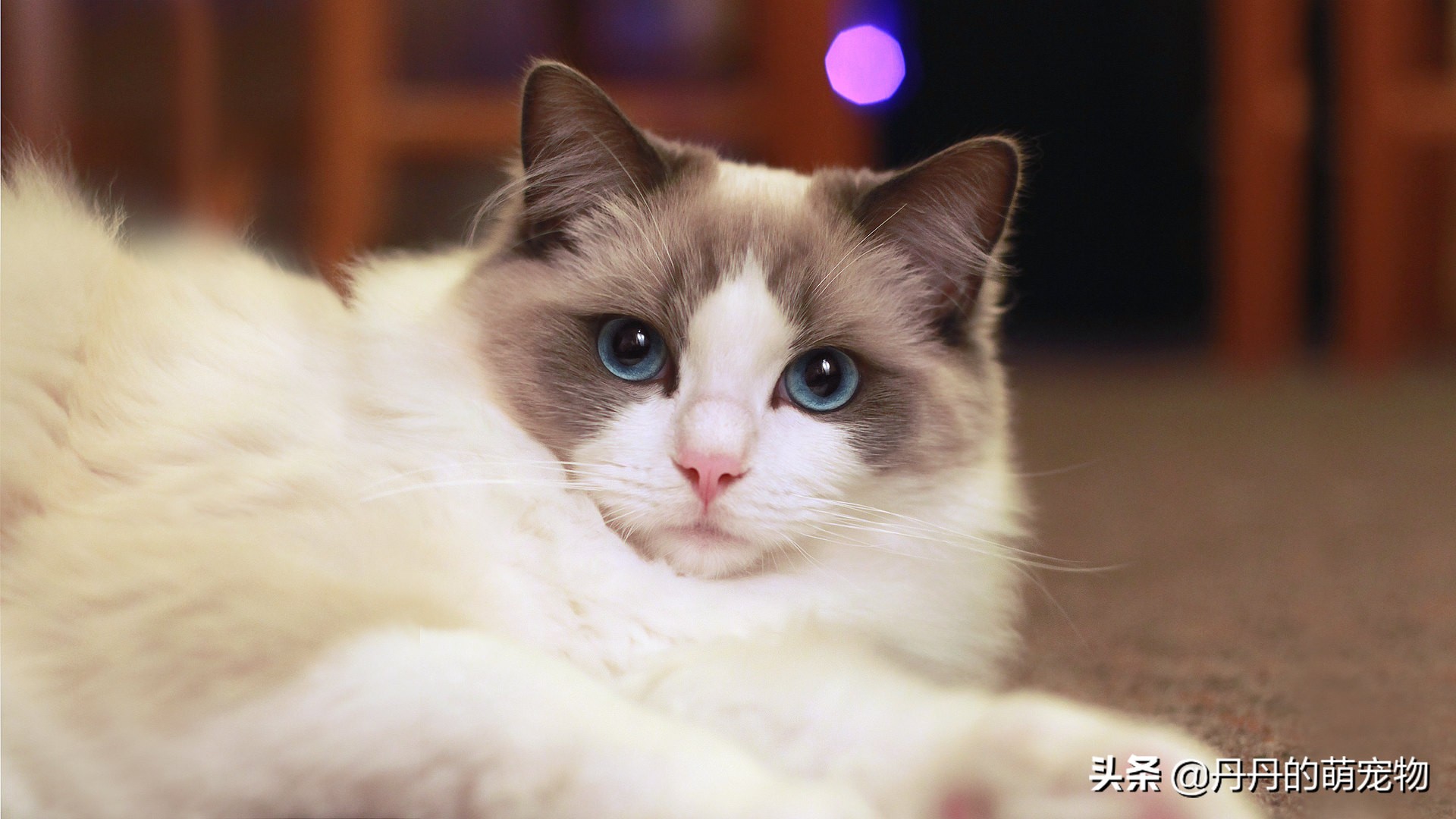 家里有一只馋猫是什么样的体验,遇到馋嘴猫怎么办