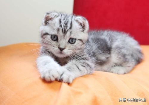 英国短毛猫有哪几种品种,你见过这样的英国短毛猫吗