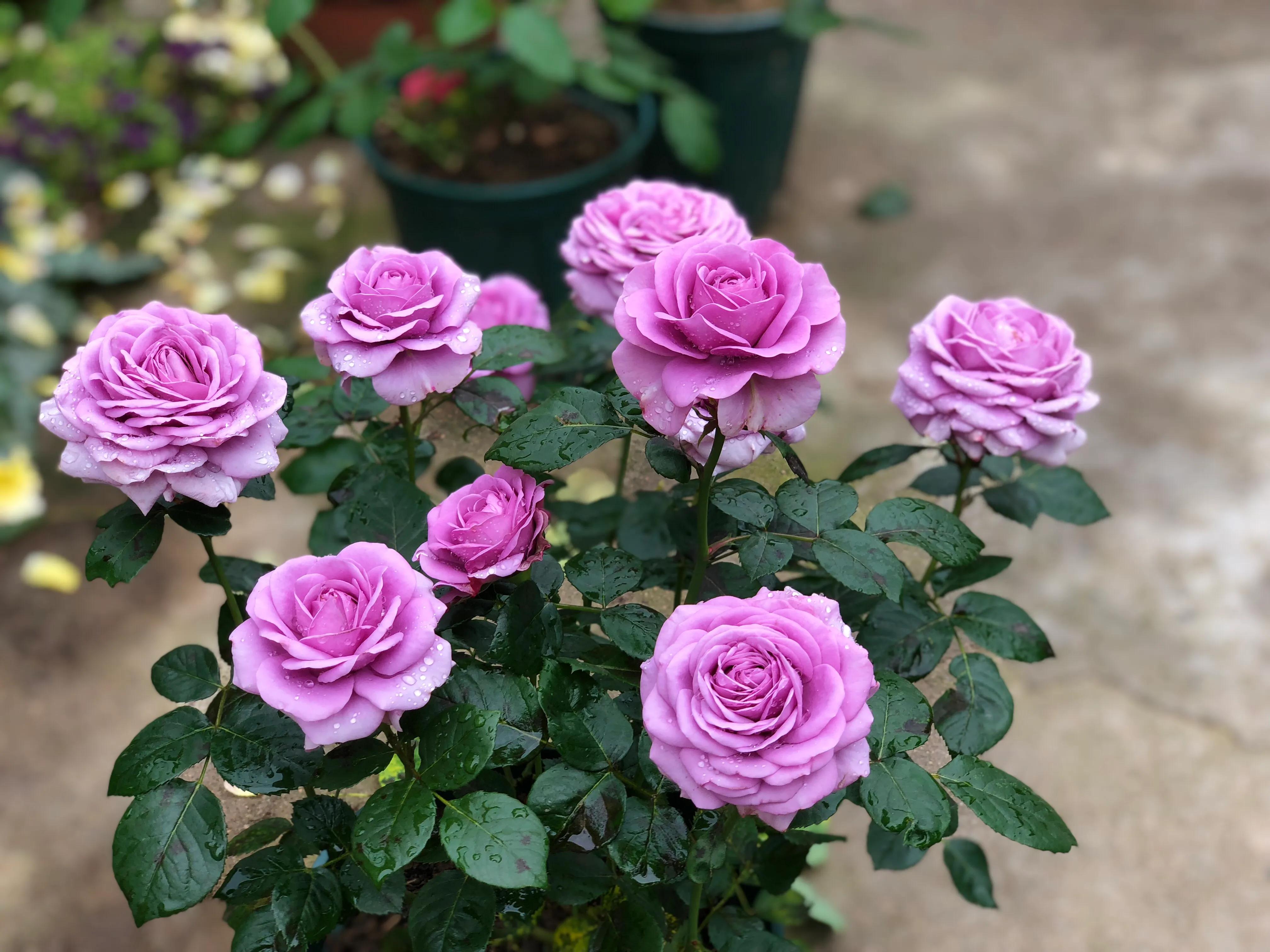 植物养出爆皮效果,月季埋鱼肠爆花了