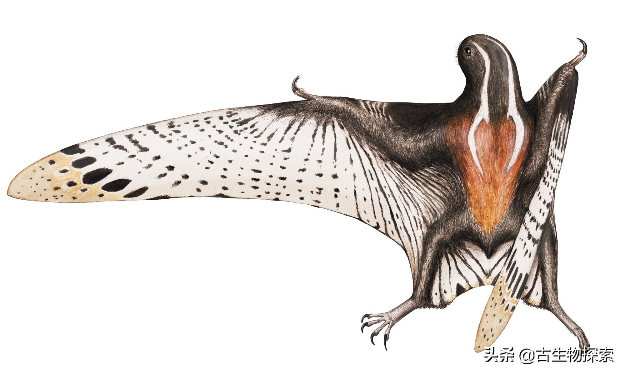 缈奸緳鍊掓寕,缈奸緳鍊掓寕鍗婄┖