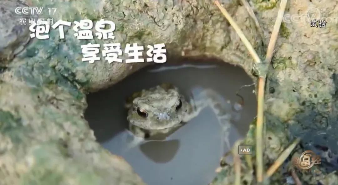 青蛙养殖和蟾蜍养殖,青蛙和癞蛤蟆能够合养吗