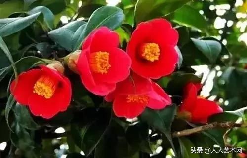 全国56市市花太美了的视频,中国56市市花图片