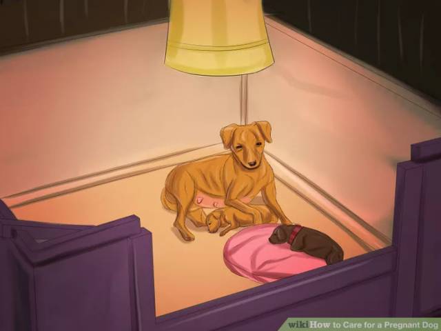 狗狗坐月子该注意什么,狗狗例假期间注意哪些