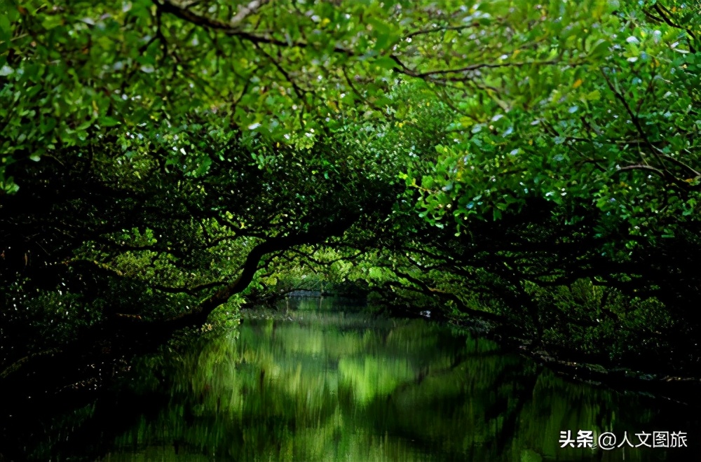 印度尼西亚松巴岛红树林,印度尼西亚的红树林牛角螺