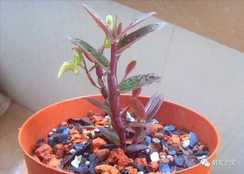 石斛兰最受不了的那种水！涨知识了