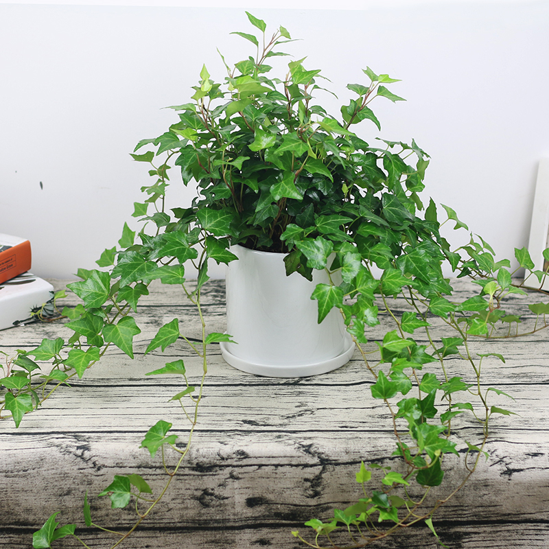 家里养什么花好看又好养又旺风水,12种吉祥花适合养在家里