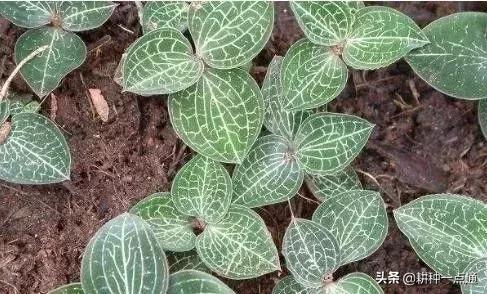 种植金线莲致富,种植金线莲利润怎么样