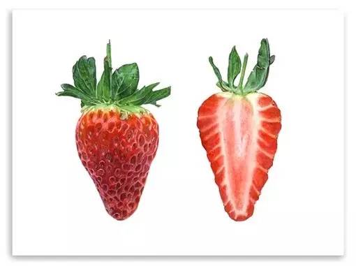 超写实绘画真实吗,超写实的植物绘画