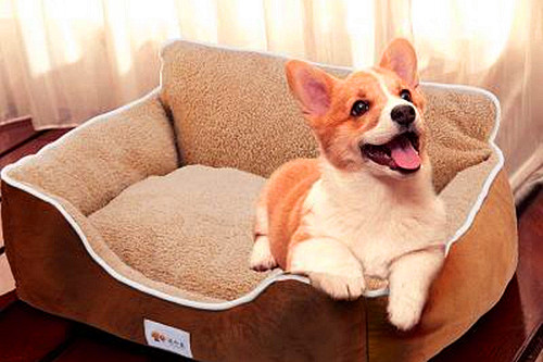 宠物狗柯基的喂养和疾病治疗,幼犬柯基感冒有什么注意事项