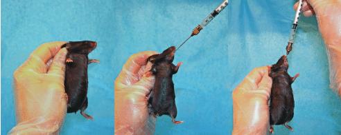 吃多少辣椒能辣死人,女生吃辣椒的危害有哪些