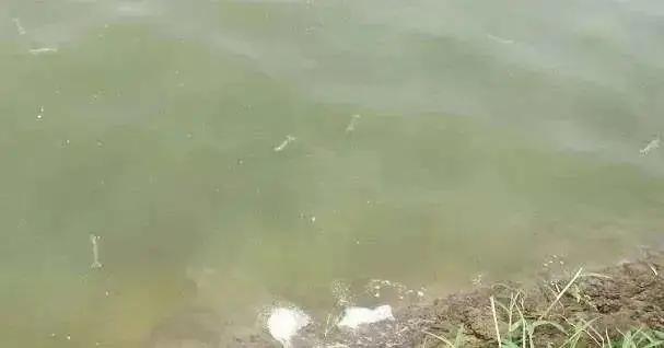 对虾软壳游塘怎么处理,对虾土塘如何提高ph值