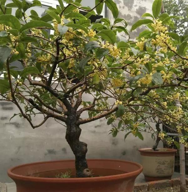 这6种花养在家里颜值高还好养活,什么花最好养还能除甲醛