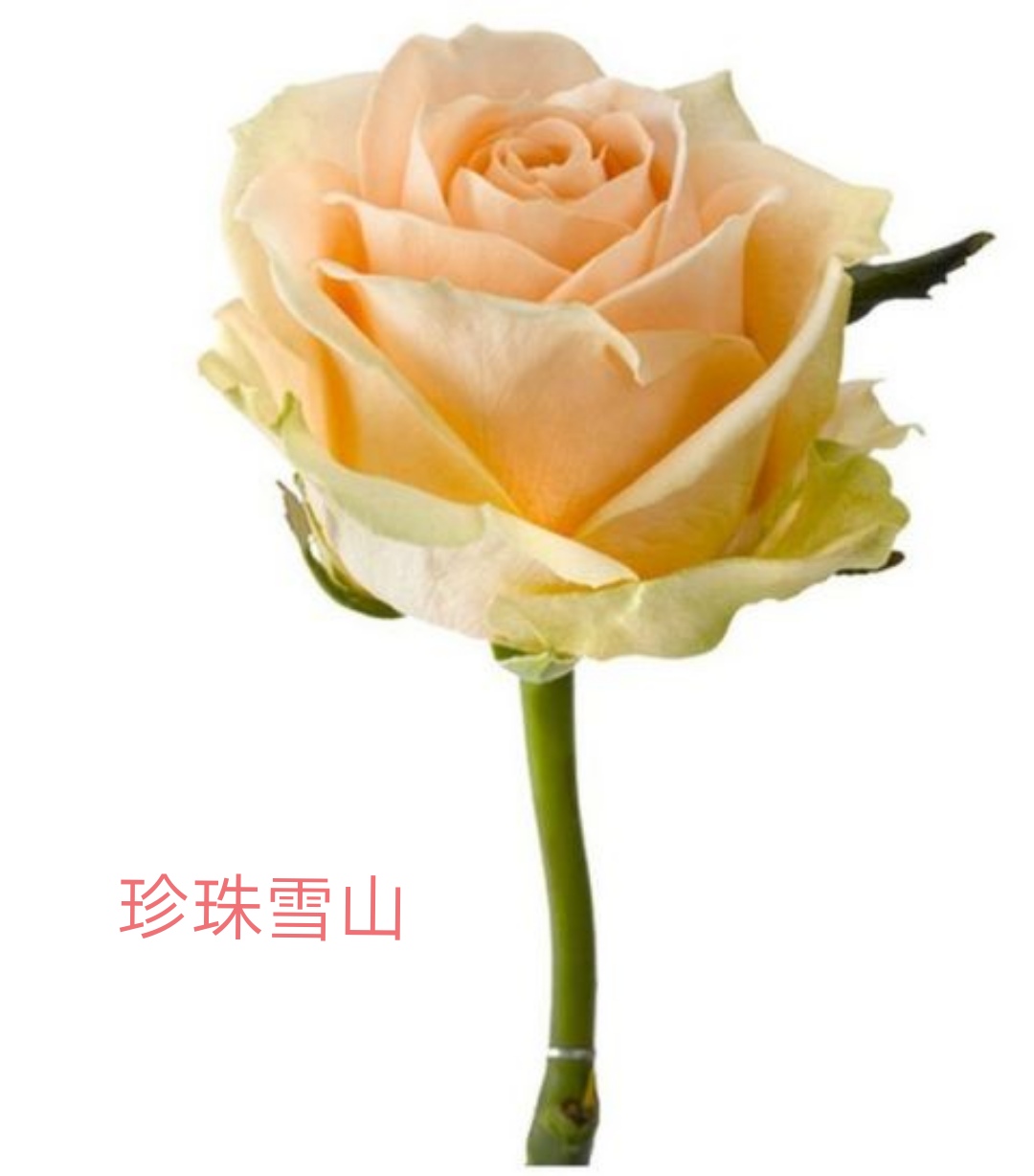 切花火焰月季,适合新手的切花月季