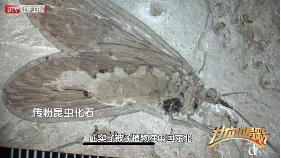 研究昆虫化石,探索昆虫的秘密研学方法和过程