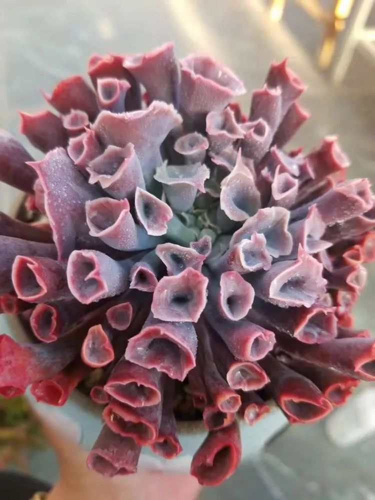 爱机车,爱多肉,宝妈花姐的诗和远方