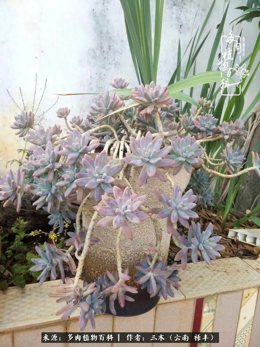 结缘多肉，阳台这一亩三分地就是我的世外桃源