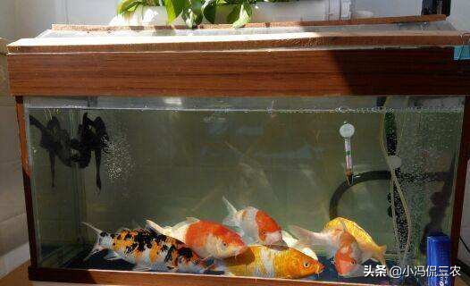 如何养好锦鲤初学者,锦鲤日常饲养及疾病预防