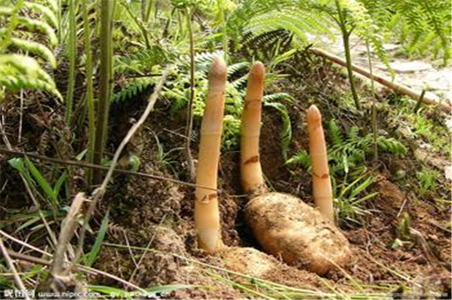 天麻的生长习性是什么,天麻深度解析