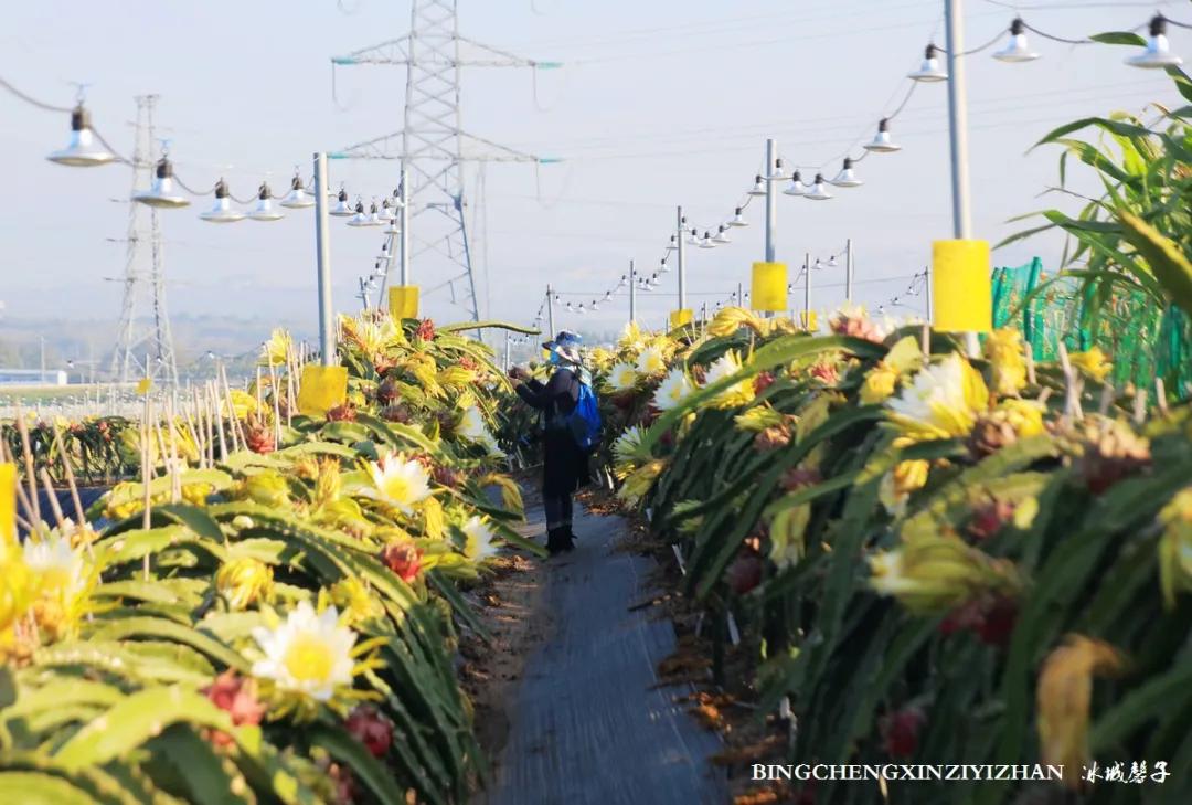 附近的火龙果采摘园海南,海南火龙果采摘