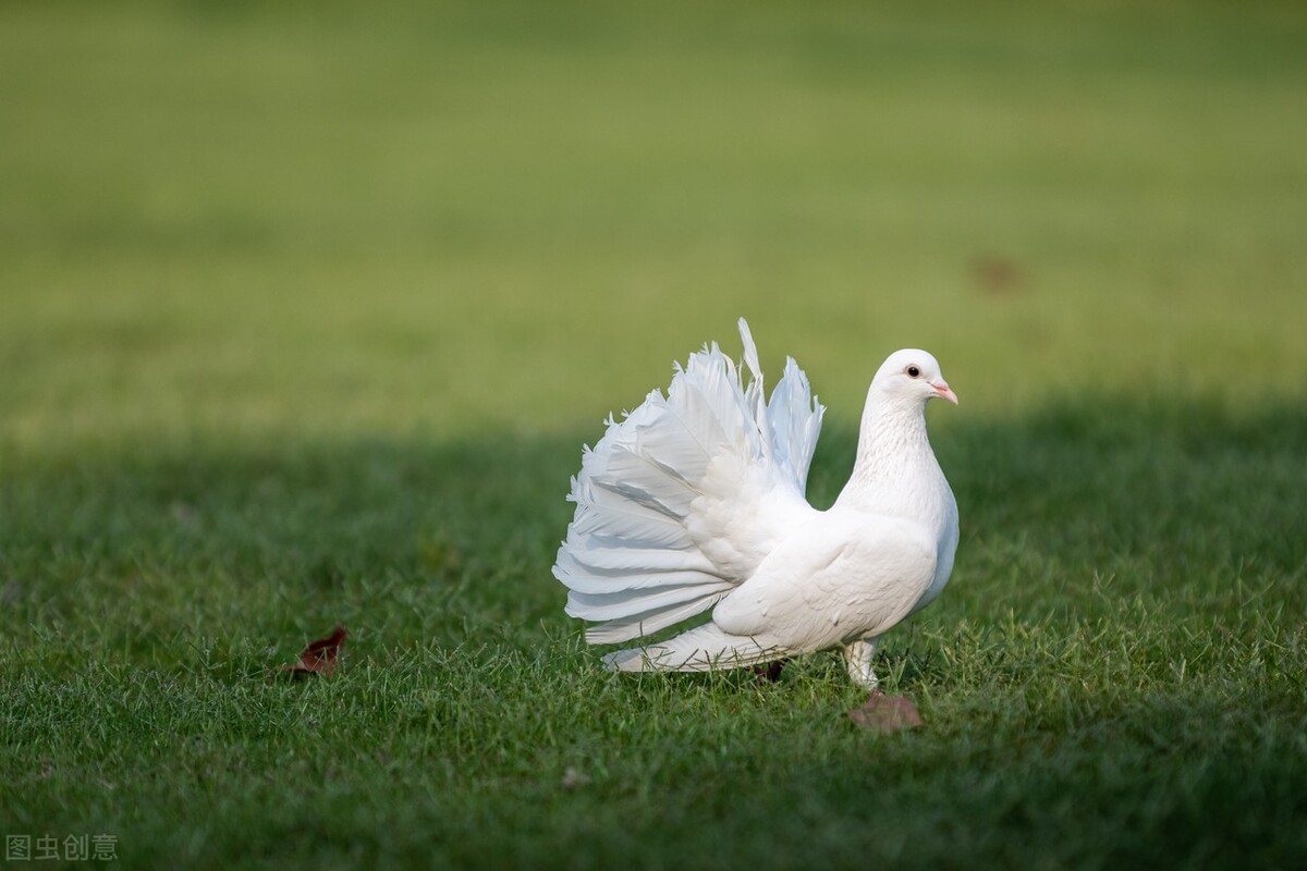 鸽子咳嗽吃什么药，鸽子咳嗽的原因是什么