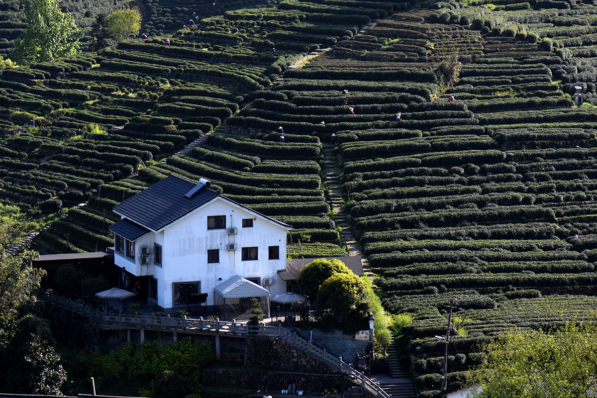 龙井哪里茶最正宗,龙井醉美山水茶