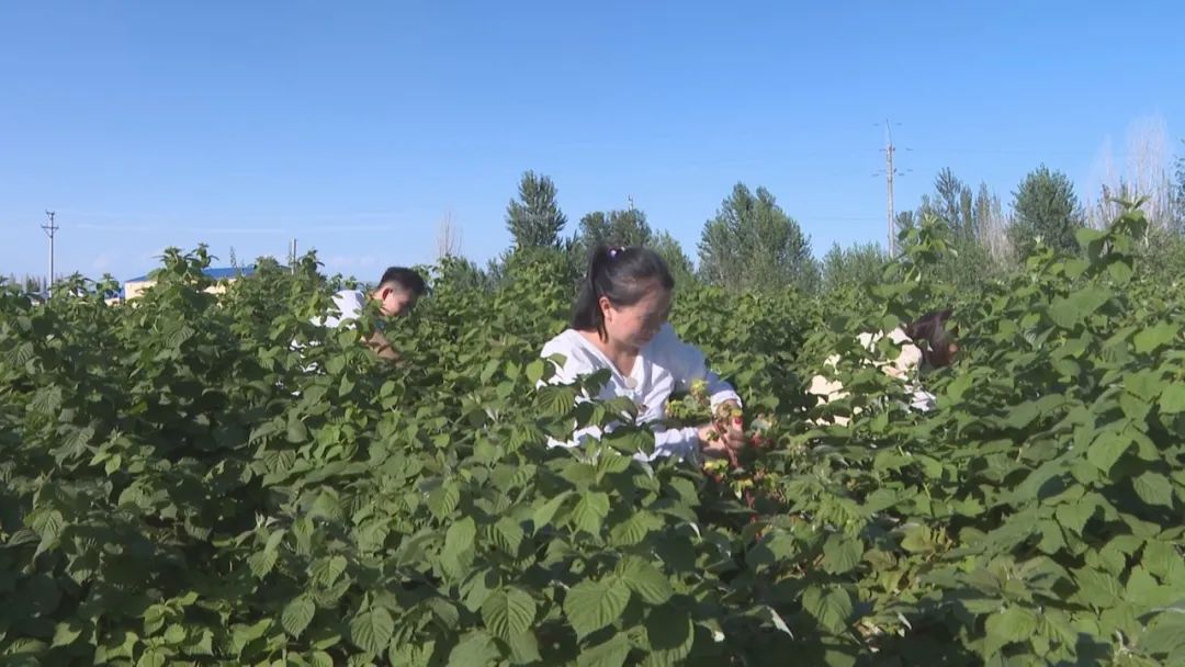 凤凰桥树莓采摘,春天到树莓采摘