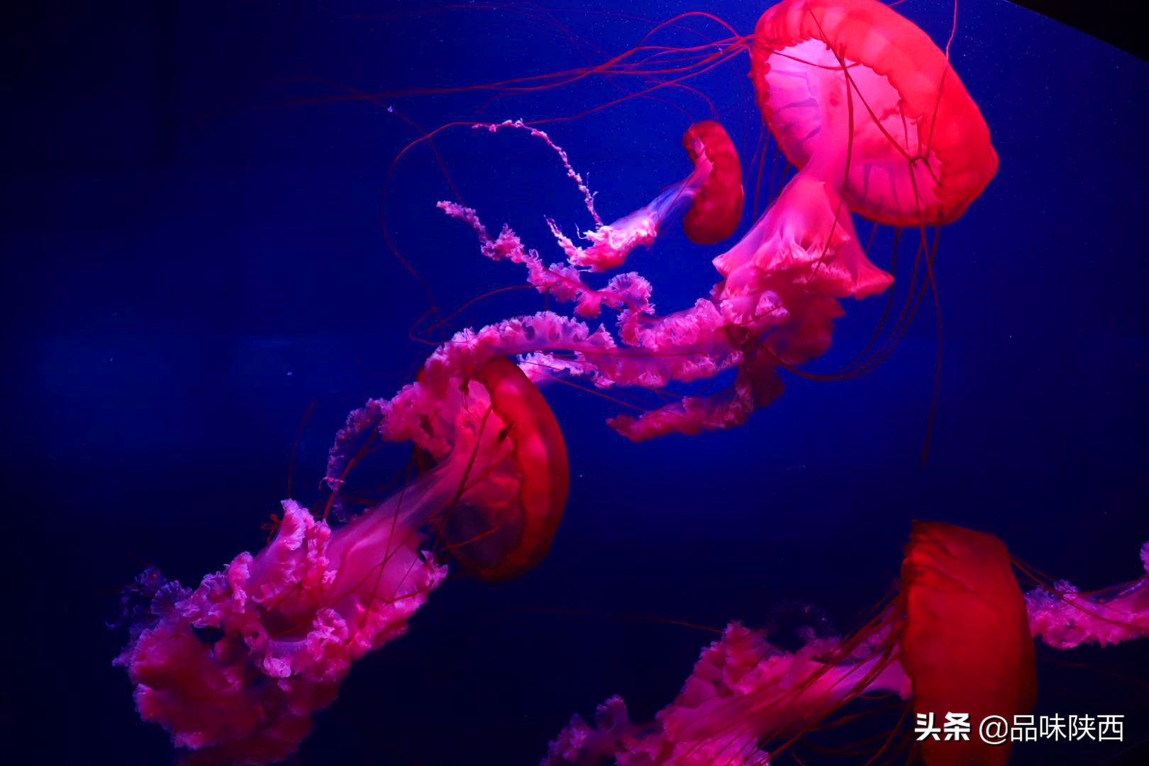 西安曲江海洋馆怎么样,西安曲江海洋馆有什么项目